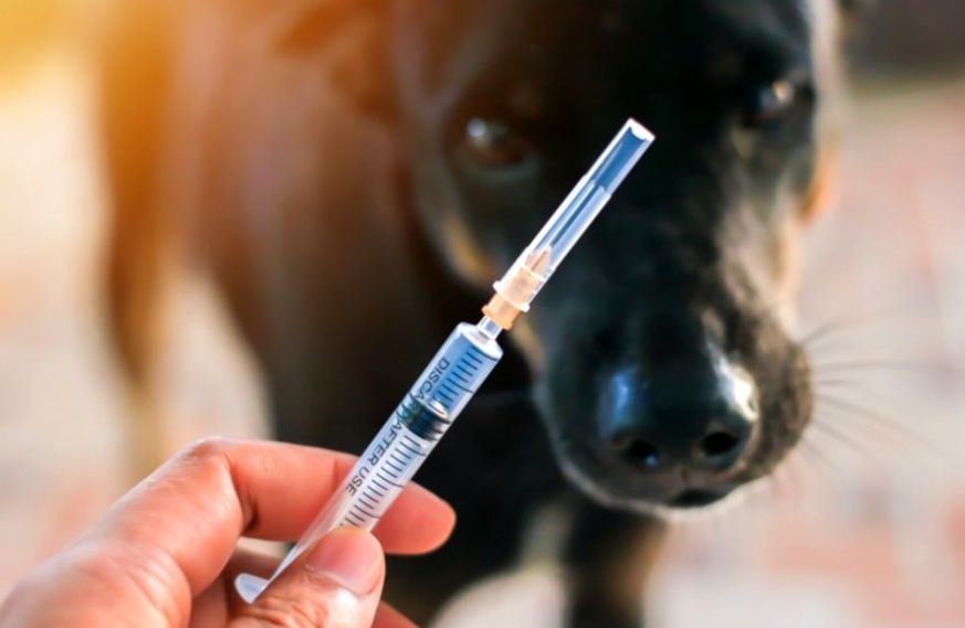 (ویدئو) کار سخت دامپزشک برای واکسن زدن به سگ نگهبان!