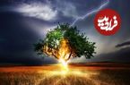 درختی که با برخورد صاعقه قد می‌کشد!