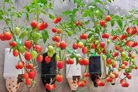 (ویدئو) یک تکنیک خلاقانه برای کشت گوجه و برداشت 14 کیلو در بطری پلاستیکی