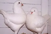(تصاویر) «شاه کبوتر»؛ کبوتری که شبیه مرغ است و در جنگ جهانی دوم پادشاهی می‌کرد!
