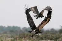 تصاویر؛ پرواز، سرما و بقا؛ بهترین عکس‌های حیات وحش ۲۰۲۵