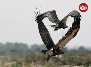 تصاویر؛ پرواز، سرما و بقا؛ بهترین عکس‌های حیات وحش ۲۰۲۵