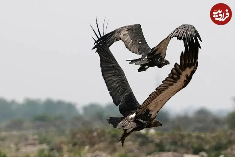 تصاویر؛ پرواز، سرما و بقا؛ بهترین عکس‌های حیات وحش ۲۰۲۵