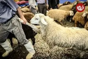 آغاز ارائه تسهیلات نقدی به تولیدکنندگان دام و طیور