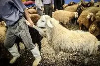 آغاز ارائه تسهیلات نقدی به تولیدکنندگان دام و طیور