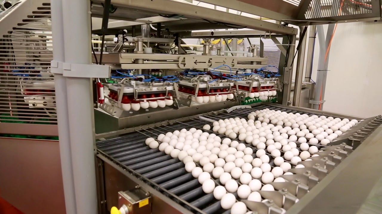 (ویدئو) ببینید این دستگاه جدید دانمارکی چگونه در ساعت زرده و سفیده 21600 تخم مرغ را جدا می کند