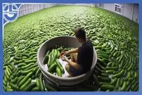 (ویدئو) چگونه هزاران تن خیار پس از کشت و برداشت به خیارشور تبدیل می شوند؟
