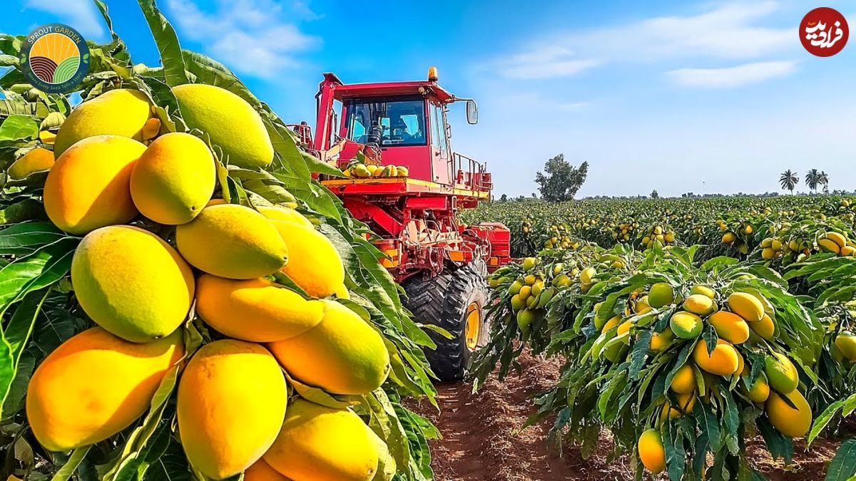 ببینید؛ مراحل برداشت، فرآوری و بسته بندی انبه در مزارع پهناور فیلیپین