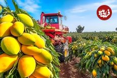 ببینید؛ مراحل برداشت، فرآوری و بسته بندی انبه در مزارع پهناور فیلیپین