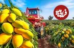 ببینید؛ مراحل برداشت، فرآوری و بسته بندی انبه در مزارع پهناور فیلیپین