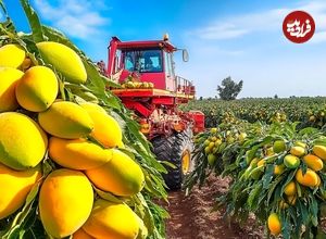 ببینید؛ مراحل برداشت، فرآوری و بسته بندی انبه در مزارع پهناور فیلیپین