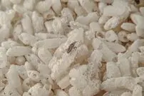 (عکس) چرا باید برنج را شست؟ پای یک حشره کوچک در میان است