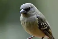 عکس؛ ذخیره‌سازی فایل عکس ۱۷۶ کیلوبایتی در یک پرنده‌!