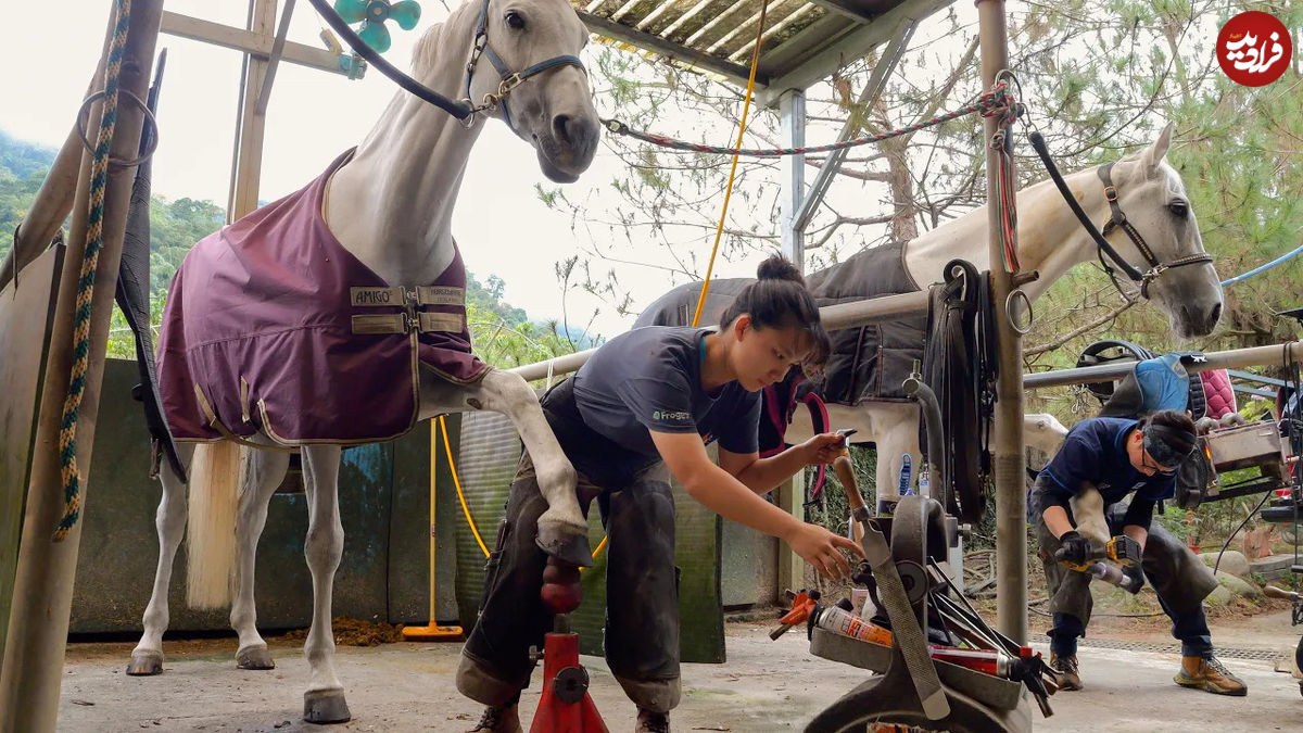 (ویدئو) فرآیند دیدنی تعویض نعل اسب در تایوان