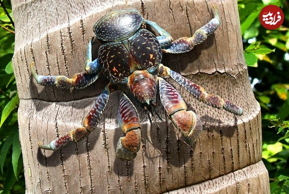 خرچنگ‌های ترسناکی که شاید خلبان گمشدۀ آمریکایی را خورده باشند!