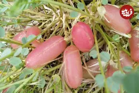 گیاه گمشده ایران باستان پیدا شد؟ راز هوم ۲۵۰۰ ساله در تخت جمشید