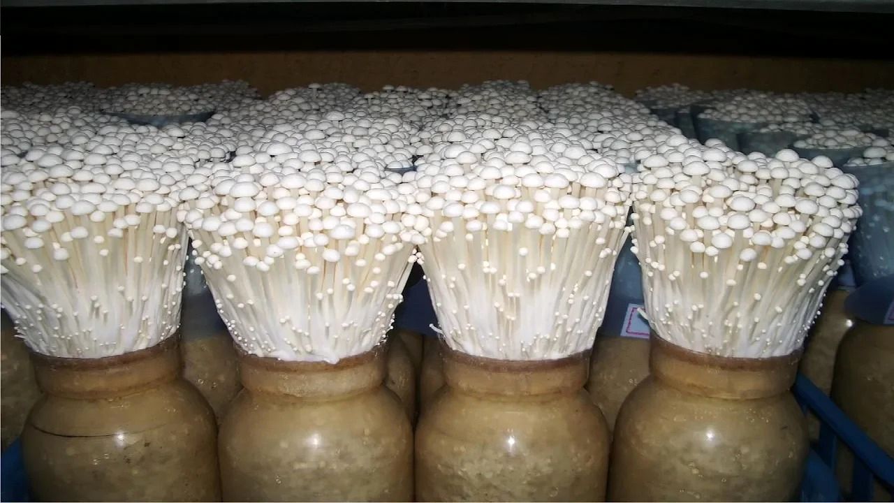(ویدئو) نحوه تولید قارچ سوزنی در مزرعه؛ فرایند برداشت و بسته بندی قارچ محبوب شرق آسیایی ها