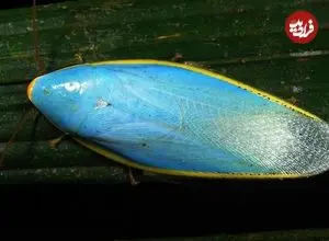 ببینید| 10 گونه از زیباترین سوسک های دنیا که احتمالا ندیده اید!