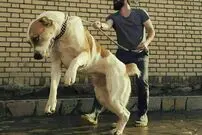 (ویدئو) با سگ آلابای معروف به تانک ترکمن آشنا شوید!