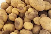 عرضه گسترده سیب زمینی آغاز شد