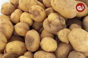 عرضه گسترده سیب زمینی آغاز شد