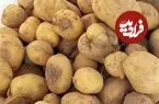 عرضه گسترده سیب زمینی آغاز شد