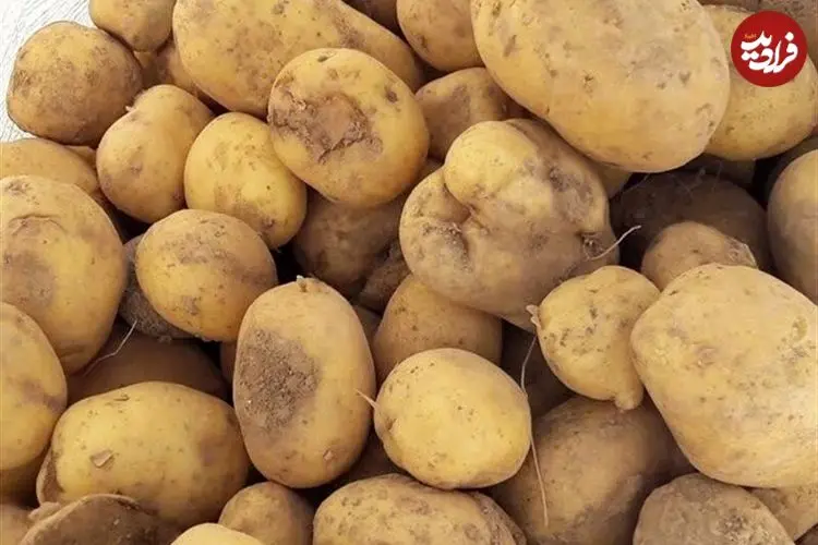 عرضه گسترده سیب زمینی آغاز شد