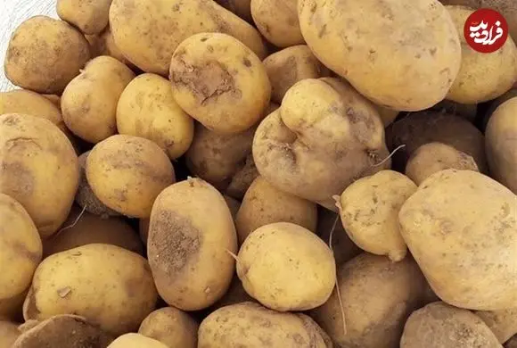 عرضه گسترده سیب زمینی آغاز شد
