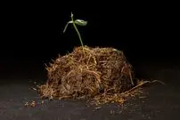 چرا بسیاری از حیوانات «مدفوع» می‌خورند؟ 