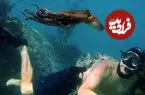 ببینید| چسبیدن ناگهانی موجود دریایی به پشت یک شناگر