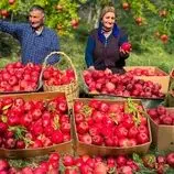 ببینید| غذای روستایی در آذربایجان؛ تهیه مربا، کمپوت و آبمیوه با انار