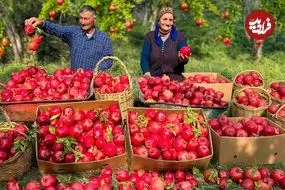 ببینید| غذای روستایی در آذربایجان؛ تهیه مربا، کمپوت و آبمیوه با انار