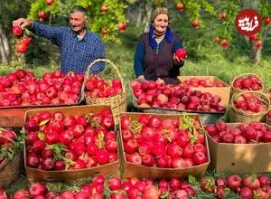 ببینید| غذای روستایی در آذربایجان؛ تهیه مربا، کمپوت و آبمیوه با انار