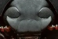 تصاویر| سوسک دارث ویدر؛ حشره ای شبیه به شخصیت معروف جنگ ستارگان