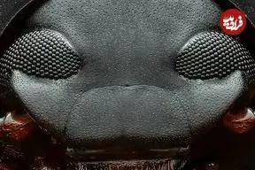 تصاویر| سوسک دارث ویدر؛ حشره ای شبیه به شخصیت معروف جنگ ستارگان