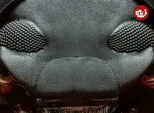 تصاویر| سوسک دارث ویدر؛ حشره ای شبیه به شخصیت معروف جنگ ستارگان