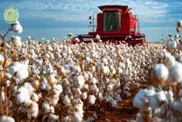 ببینید| مراحل دیدنی برداشت صدها تن پنبه و تولید نخ با آنها در آمریکا