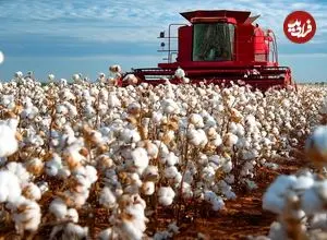 ببینید| مراحل دیدنی برداشت صدها تن پنبه و تولید نخ با آنها در آمریکا