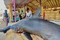 ببینید| برش ماهرانه کوسه سرچکشی صید شده در سریلانکا