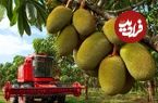 ببینید| فرآیند برداشت، فرآوری و خشک کردن هزاران جک فروت در تایلند
