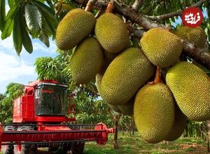 ببینید| فرآیند برداشت، فرآوری و خشک کردن هزاران جک فروت در تایلند