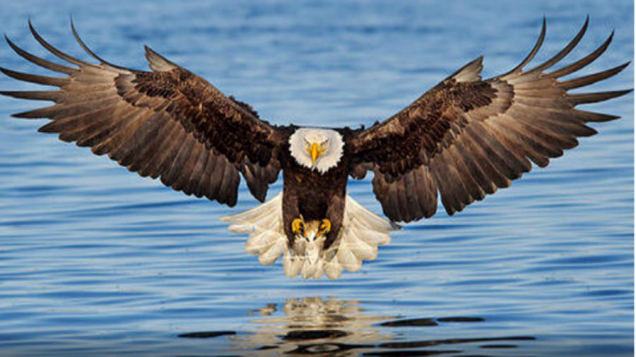 (ویدئو) سرعت دیدنی عقاب سر سفید در شکار ماهی