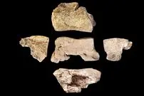 کشف استخوان پای یک «فیل جنگی» که 2200 سال پیش در جنگ کشته شد