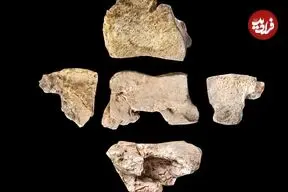 کشف استخوان پای یک «فیل جنگی» که 2200 سال پیش در جنگ کشته شد