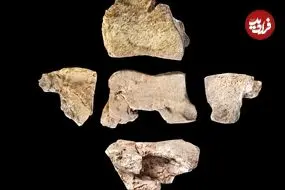 کشف استخوان پای یک «فیل جنگی» که 2200 سال پیش در جنگ کشته شد