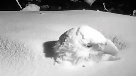 (ویدئو) وقتی عقاب قرار است مادر بشود؛ تا کله در برف فرو می‌رود ولی بی‌خیال نمی‌شود