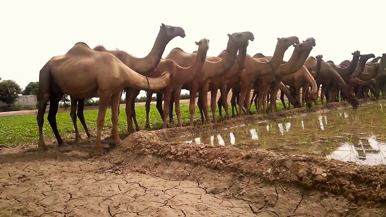 (ویدئو) مراحل پرورش شتر در کشورهای عربی؛ از فرآوری شیر تا بسته بندی گوشت