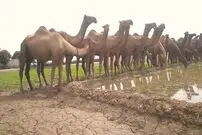 (ویدئو) مراحل پرورش شتر در کشورهای عربی؛ از فرآوری شیر تا بسته بندی گوشت