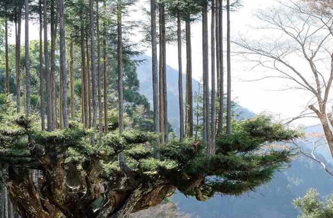 (ویدئو) ژاپنی‌ها چطور بدون قطع حتی یک درخت چوب خود را تامین می‌کنند؟