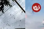 ببینید| اگر فوبیای عنکبوت دارید تماشا نکنید!؛ منظره وهم‌انگیز در آسمان
